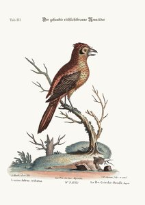 有顶饰的红色或russit Butcher-Bird，1749-73